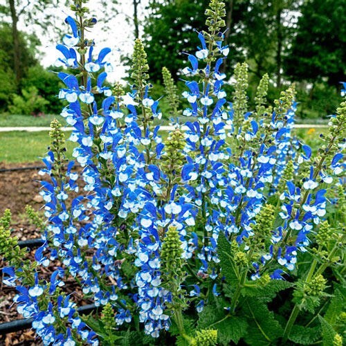 50 Azure Snow Salvia Seeds Flower Seed Perennial Flowers Hummingbird 580 US SELL
