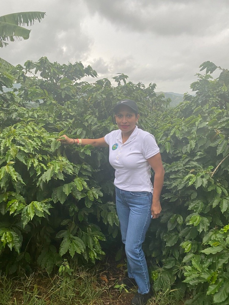 CENTRAL AMERICA COFFEE SAMPLE, COSTA RICA GUATEMALA EL SALVADOR MED ROAST 3LB