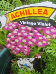 BARGAIN SET 3 MIXED COLOR YARROW PLANTS 1ST YR BLOOM . VERY EASY GROWER & MULT.