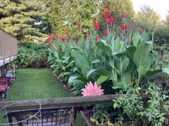 Lot Of 5 Magnificent Red Hummingbird 6-8′ Tall Canna Lilly Bulbs Free Shipping