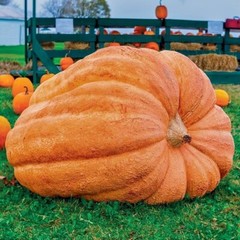 10 Dill’s Atlantic Giant Pumpkin Seeds – Heirloom —- WORLD RECORD — NON GMO