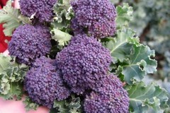 Purple Sprouting Broccoli Seeds, NON-GMO, Heirloom, Variety Sizes, FREE SHIP