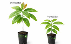 Forastero Cacao Tree (Theobroma cacao) – Live Tropical Cacao Plant – USDA