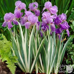Iris Pallida Variegata White 1 Potted Plant Rooted in Quart Pot, Easy to Grow