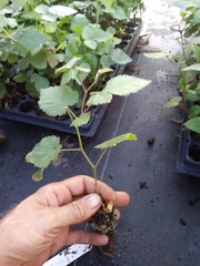 3 «Sweetie Pie» Thornless Blackberry Plant. Healthy grown pesicide free non GMO