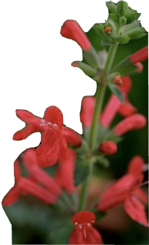 50 Pcs Organic NON-GMO Pineapple Sage Red Salvia Elegans Herb Flower Seeds