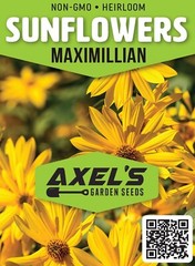 Maximilian Sunflower Seeds | Heirloom & Non-GMO | Fresh Perennial Flower Seeds