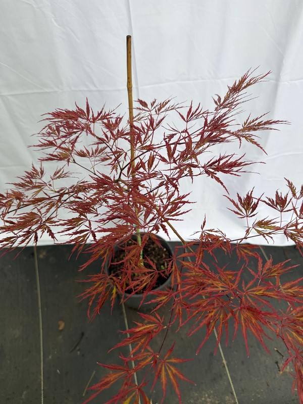 Acer Dissectum ‘Orangeola’ Weeping Japanese Maple #2 gallon
