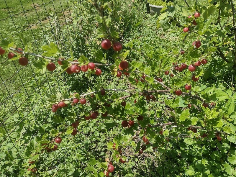 1 Hinnomaki Red gooseberry live rooted starter plant, edible Shrub zones 3-7. gallery