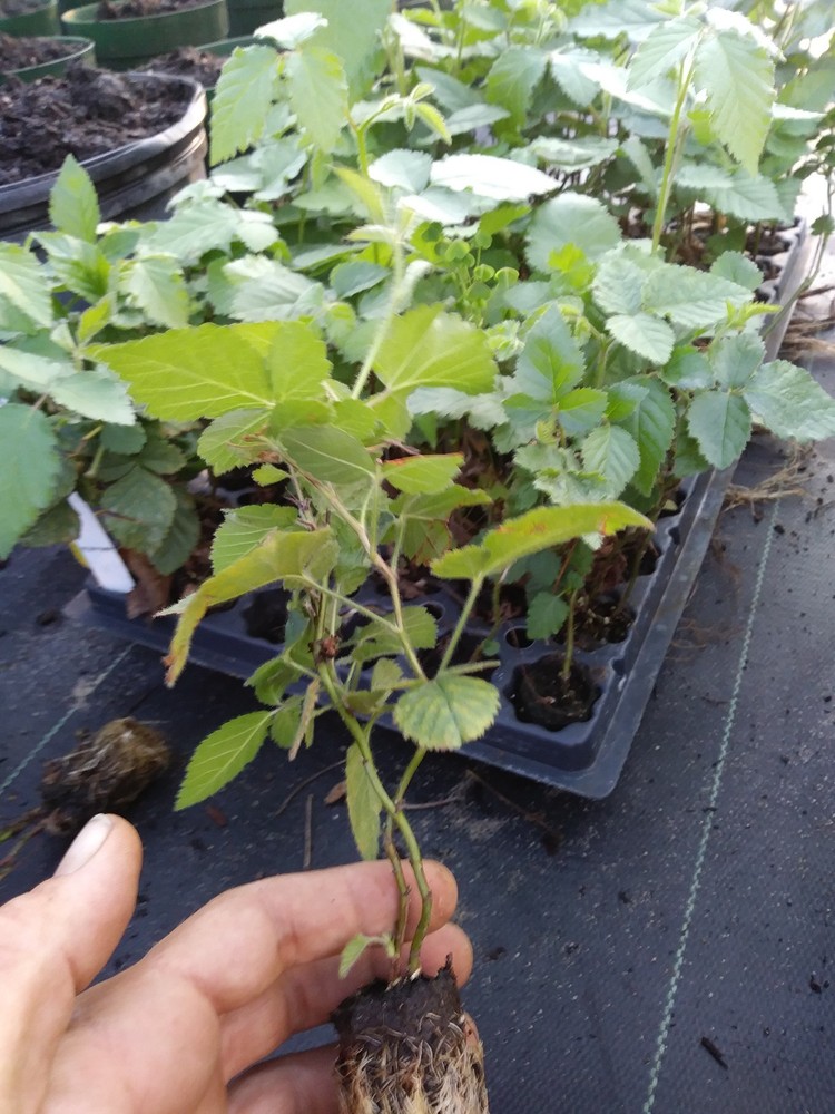 3 «Sweetie Pie» Thornless Blackberry Plant. Healthy grown pesicide free non GMO