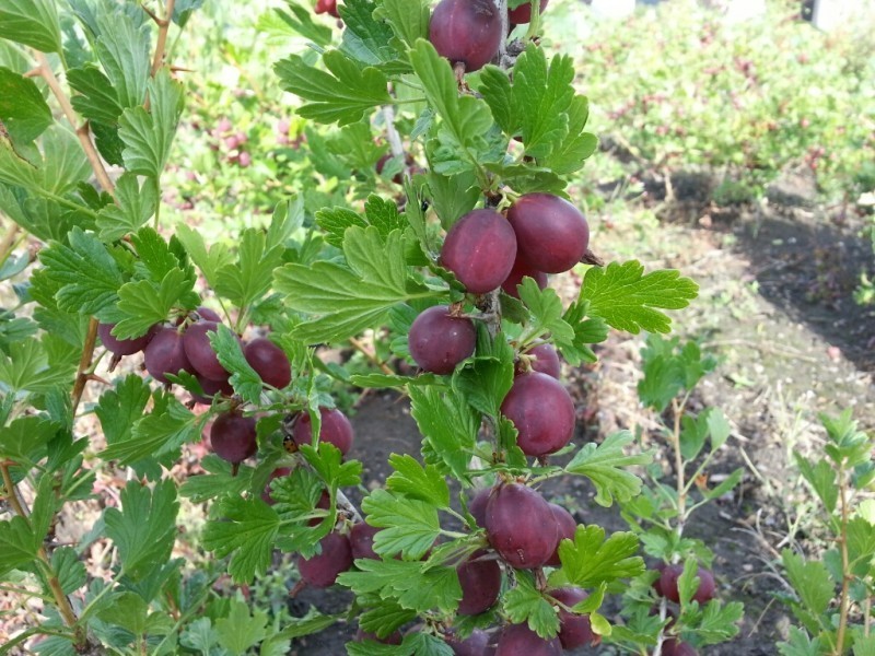 1 Hinnomaki Red gooseberry live rooted starter plant, edible Shrub zones 3-7. gallery