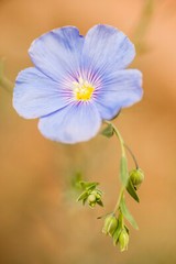 Blue Linen Flax Flower 2000+ Seeds | Blue/Purple Linseed Perennial Wildflower