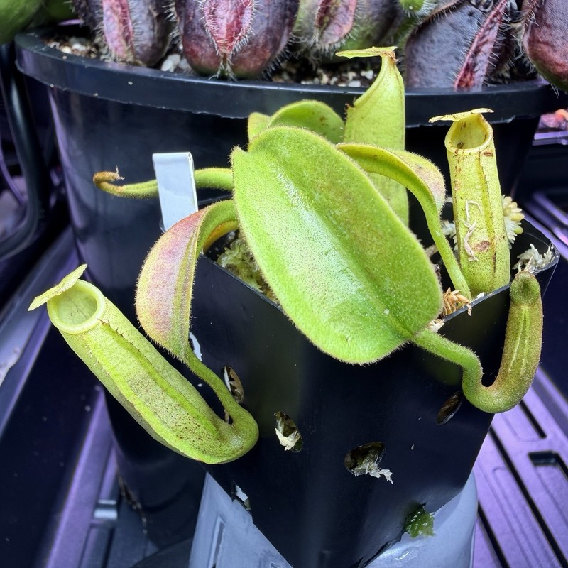 Nepenthes Maxima Wavy – Seed Grown Genetically Unique Easy Care Big Pitchers
