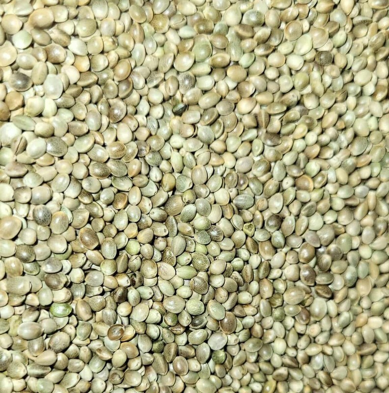 Premium Kosher Hemp Seed Nuts – 100% Food Grade & Nutrient-Rich! gallery