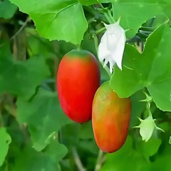 Fresh Ivy Gourd 10 Seeds | Pak Tum Lung | Heirloom Non-GMO | Asian Vegetable