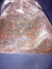 Live Ladybugs for Garden (3 X 1500) – Good Bugs – Guaranteed Live Delivery!
