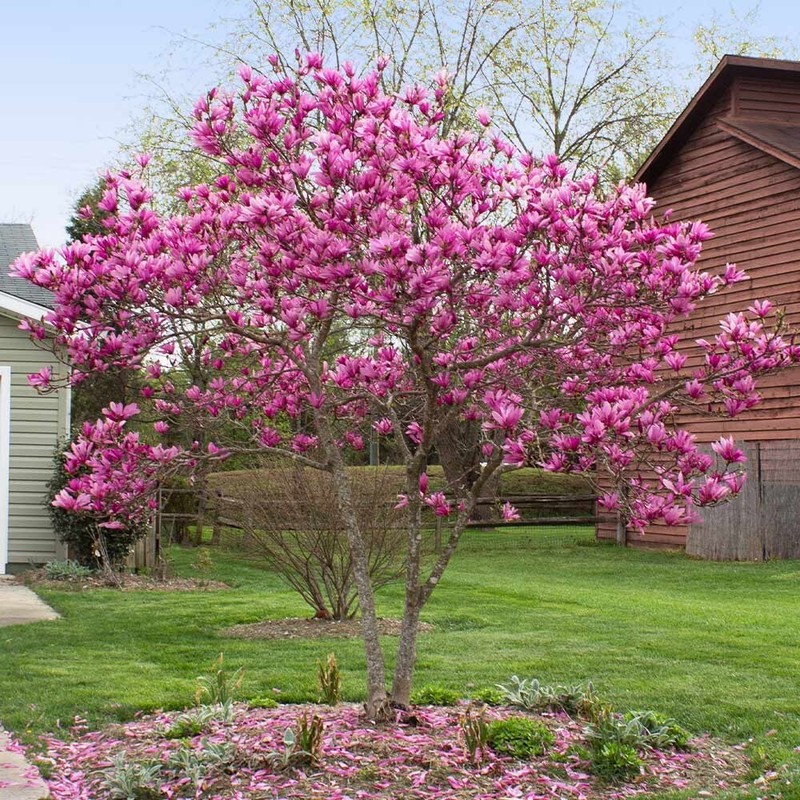Jane Magnolia gallon pot shrub/tree