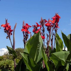 Lot Of 5 Magnificent Red Hummingbird 6-8′ Tall Canna Lilly Bulbs Free Shipping