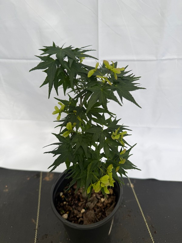 Acer palmatum «Mikawa yatsubusa» rare Japanese Maple #1 gallon pot