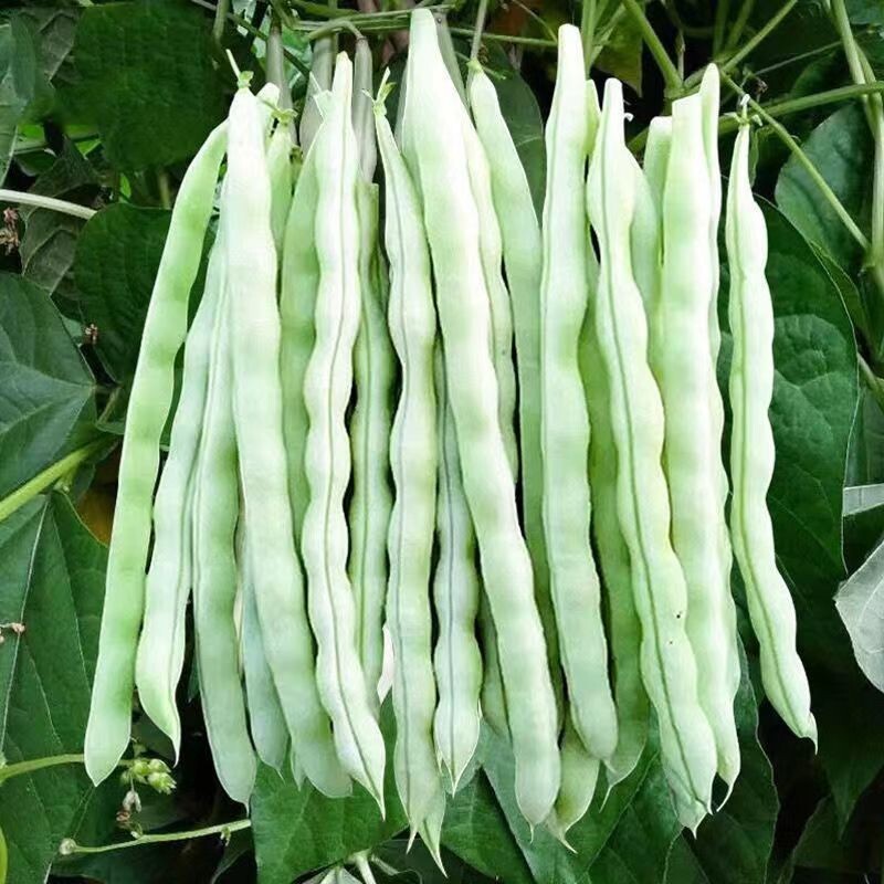15+Kentucky Wonder Pole Bean Seeds Chinese Four Seasons Pole Green Bean USA