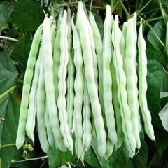 15+Kentucky Wonder Pole Bean Seeds Chinese Four Seasons Pole Green Bean USA