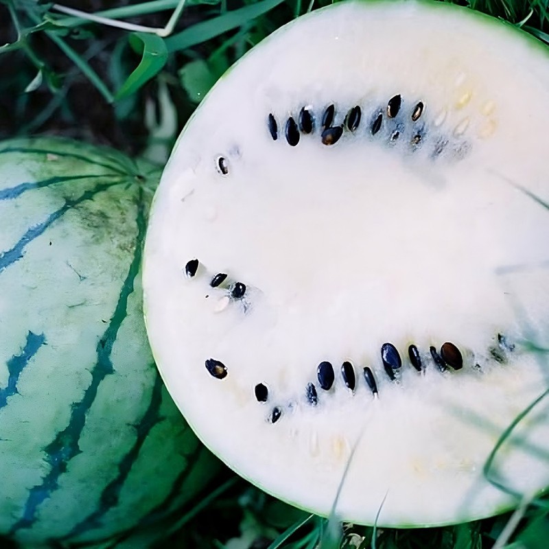 Cream Of Saskatchewan Watermelon Seeds | 8 – 12 LBS | Free Shipping | 1048