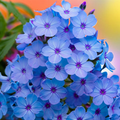 50 Phlox Seeds Flower Perennial Seed Flowers Butterfly US SELLER » Light Blue»