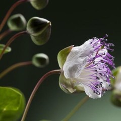 50 Caper Seeds Capparis spinosa Non-GMO Free Shipping