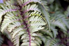LADY FERN ‘REGAL RED’ 1000 SPORES (SEEDS*) FILIX FEMINA NIPONICUM, COLD HARDY