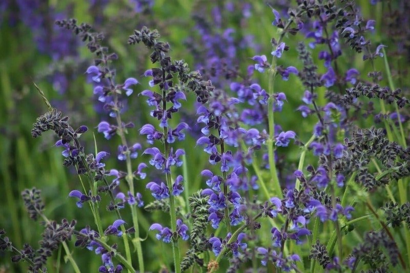 Blue Sage Seeds 100+ Salvia Farinacea Herb NON-GMO PERENNIAL USA FREE SHIPPING