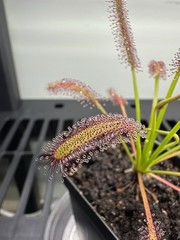 Cape Sundew – Drosera Capensis Typical – Carnivorous Plant – Very easy to grow!