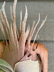 Platycerium staghorn fern P. veitchii ‘Auburn River’