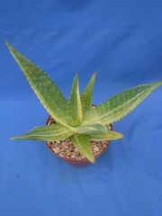 Aloe «Tiger Taffy» VARIEGATED! Hybrid! Very Easy to Grow 10″ Wide 6″ Pot Size E1