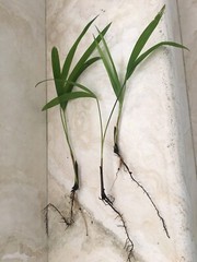 6 Areca palm 8” Starter seedling LIVE PLANTS! Fully Rooted! VERY Healthy!