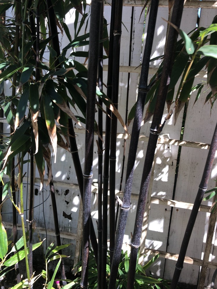 Bamboo root about 10 inches