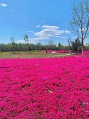 1000+ Red Creeping Thyme Seeds — Groundcover — Non-GMO — FRESH