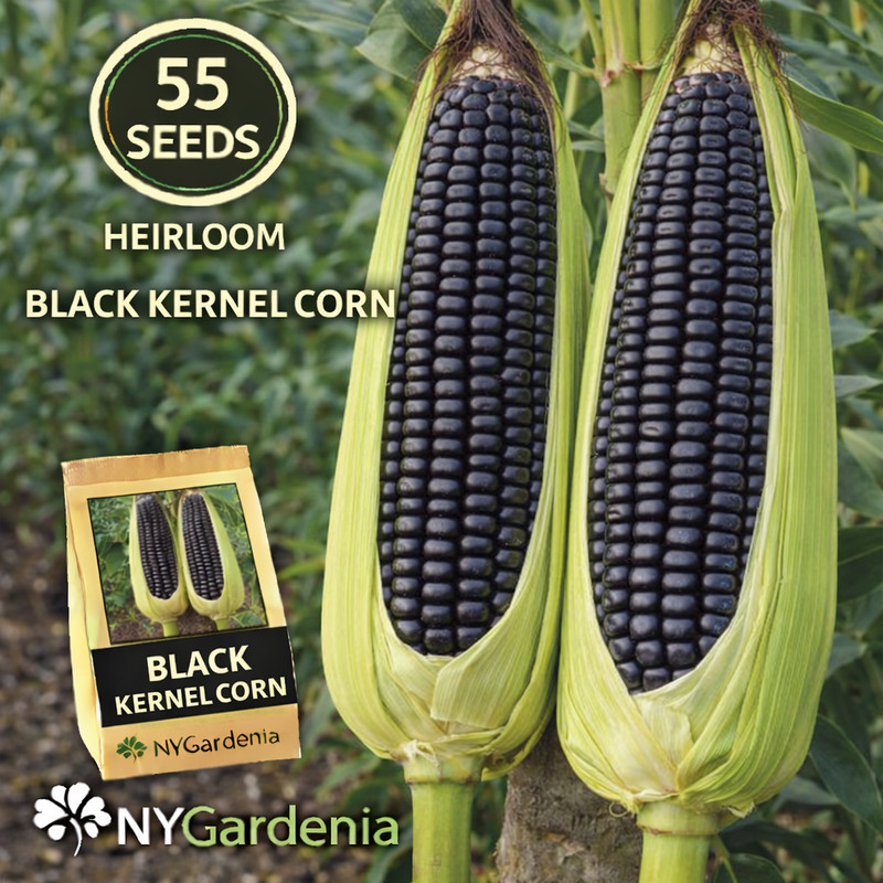 55 Black Kernel Corn Seeds Heirloom Dark Corn Vegetable Garden High Yield