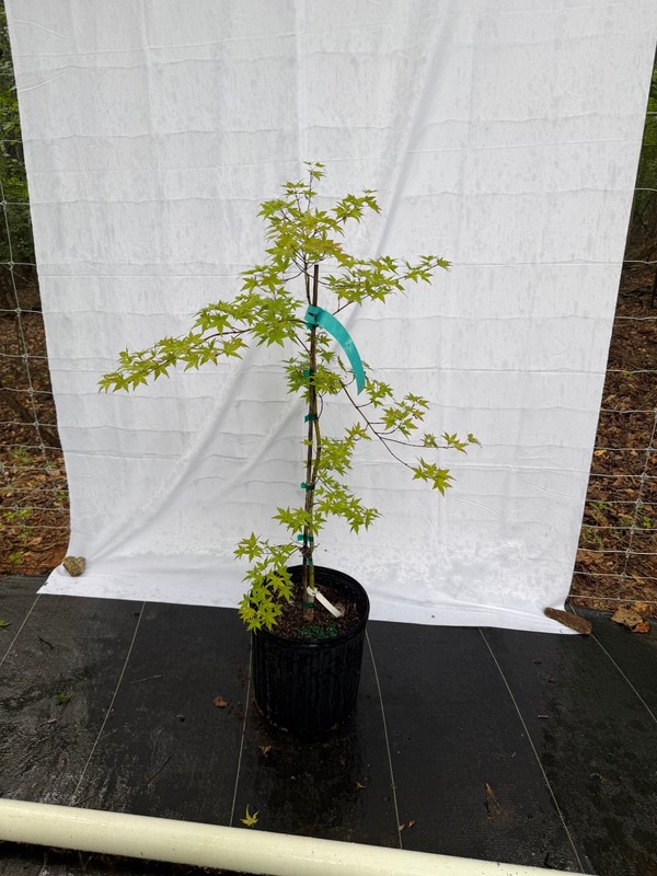 Acer palmatum ‘Ryusen’ Japanese Maple #3 gallon