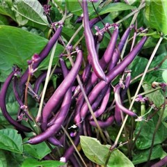 BULK Royal Burgundy Bean Seeds | NON GMO Heirloom Purple Green Beans 2024
