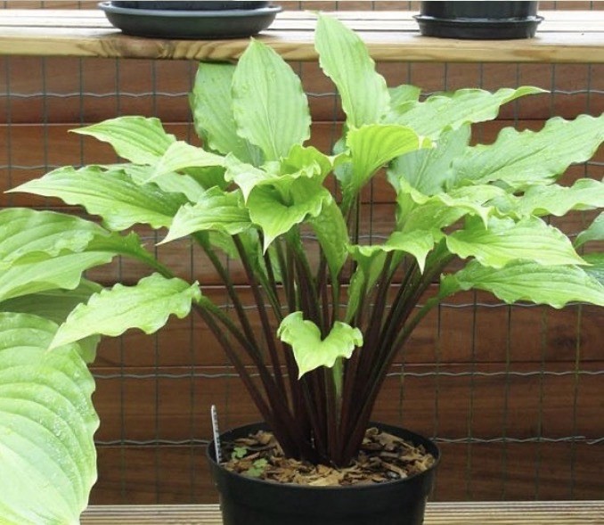 Potted Hosta ‘China girl’ Plant 1gal. Gorgeous Red Stem Green Leaf Marvel! WOW!