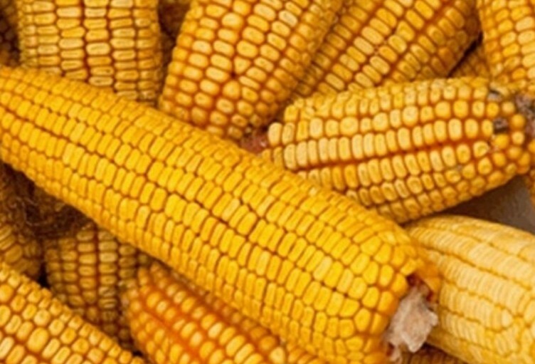 300 Hickory King seeds Huge Kernel Yellow Heirloom Corn Organic Bingo Corn 1800s gallery