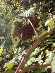 Live Ladybugs for Garden (3 X 1500) – Good Bugs – Guaranteed Live Delivery!
