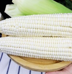 50pcs Sweet White Corn Seeds – Heirloom, Sweet, Open-Pollinated, Non-GMO