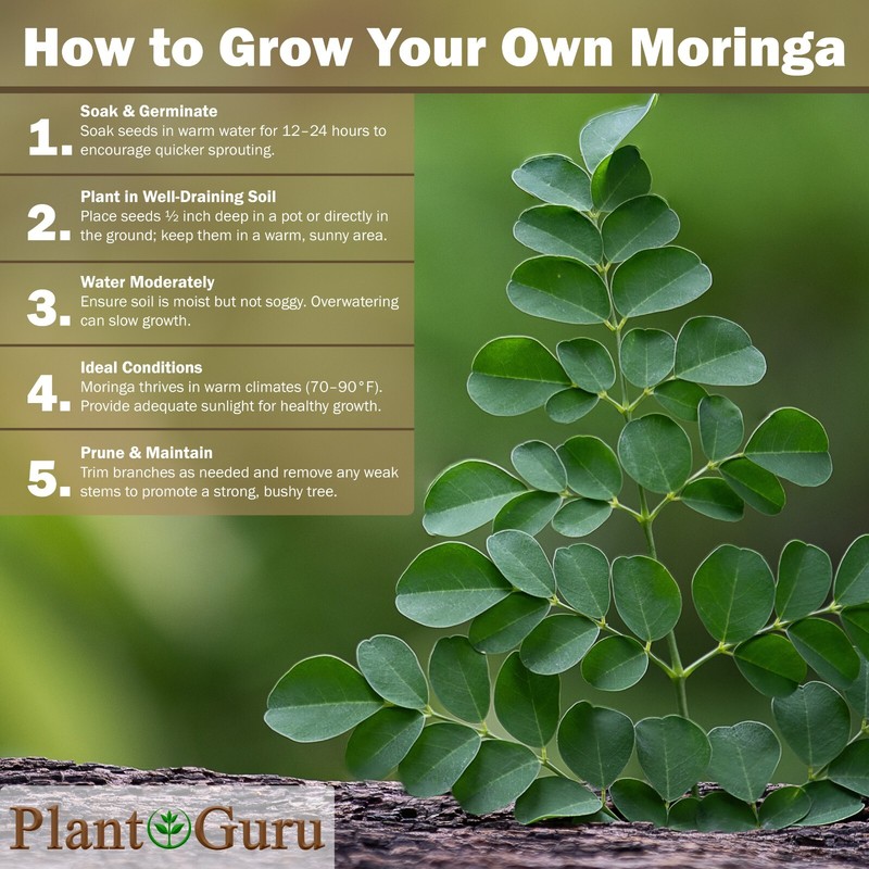 400 Moringa Oleifera Seeds 2 oz. (2 Pack) WINGLESS Fresh Semillas de Moringa gallery