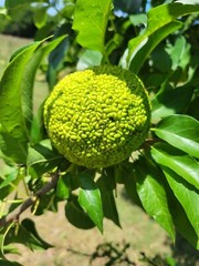 36 Farm Fresh Hedge Apple Osage Orange Horse Monkey Ball Maclura Pomifera Bois