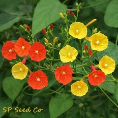 Orange Noah & Yellow Trumpet Morning Glory Mix – 20 fresh seeds – Flowering Vine