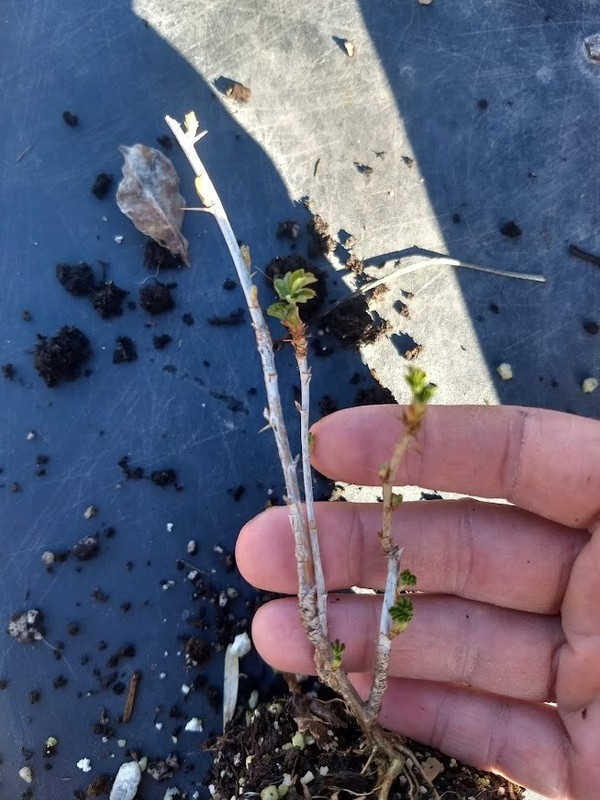 1 Hinnomaki Red gooseberry live rooted starter plant, edible Shrub zones 3-7. gallery