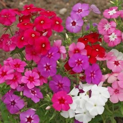 1/4 Lb Mixed Annual Phlox Wildflower Seeds – Everwilde Farms Mylar Seed Packet
