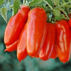 San Marzano Tomato Seeds, NON-GMO, ORGANIC, HEIRLOOM