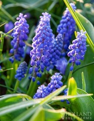10 Blue Grape Hyacinth Super